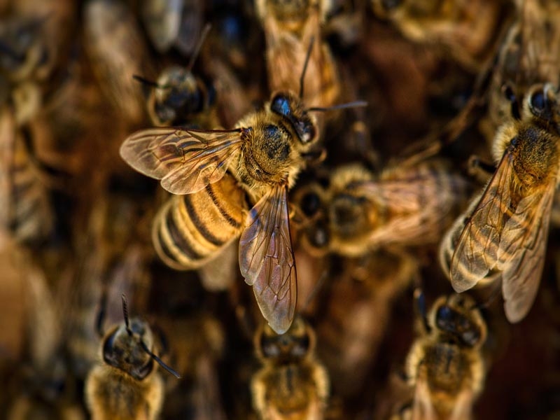 Atendimento a cavalo atacado por abelhas traz à tona a conscientização  sobre proibição de animais de grande porte na área urbana – Prefeitura Três  Lagoas