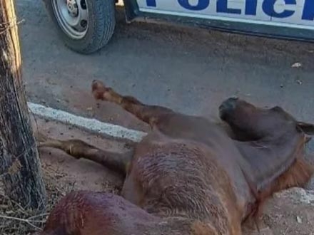 Ataque de abelhas mata cavalo em Ribeirão Preto - A Crítica de Campo Grande