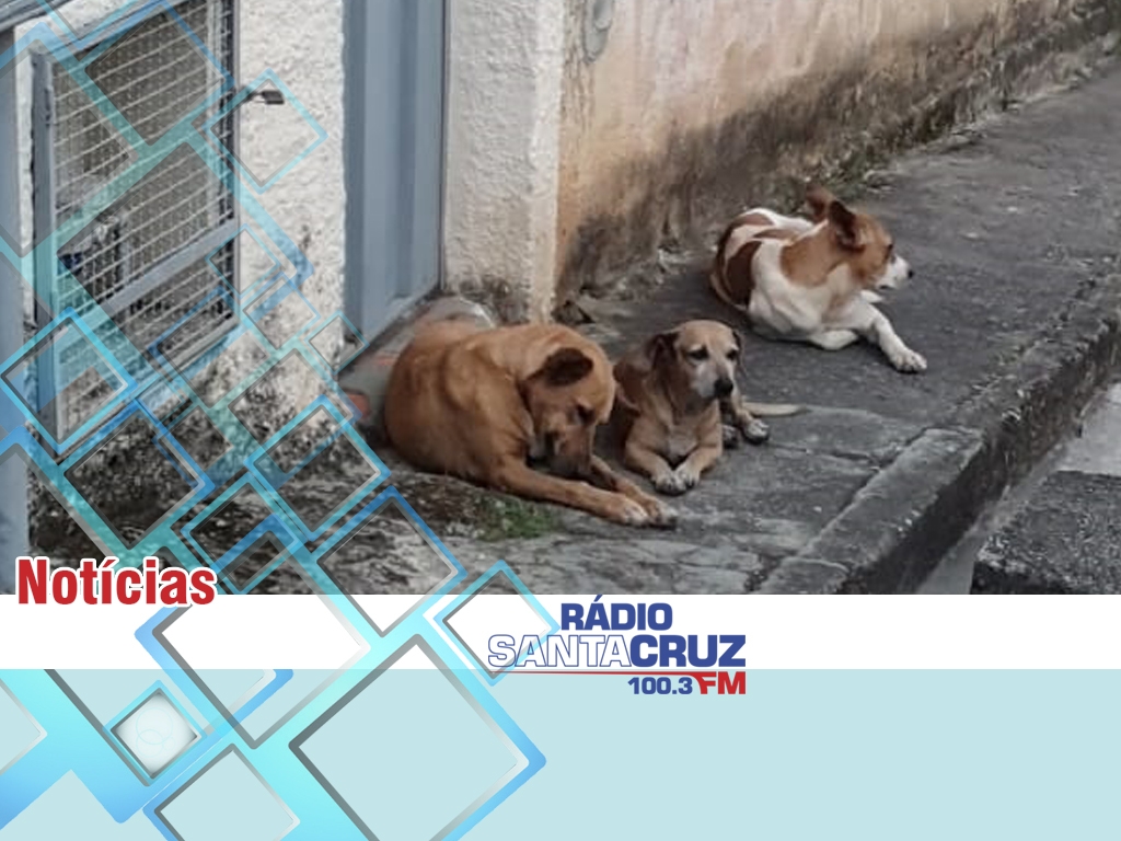 CCZ tira das ruas, mas entrega animais doentes para adoção - Capital -  Campo Grande News