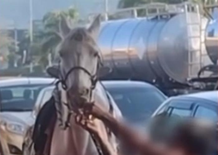 Cavalo solto na rua causa acidente de trânsito em João Pinheiro e
